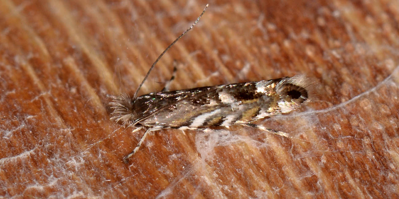 Gracillariidae? Si,  Phyllonorycter robiniella